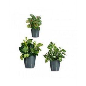 Set di Vasi Ibergarden LINCE PQ - 7011 Antracite Argilla (6 Unità)