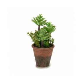 Pianta Decorativa Ibergarden XD16-849 Plastica Succulenta 16 x 23 x 16 cm (12 Unità)