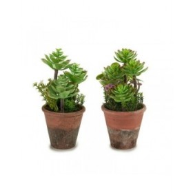 Pianta Decorativa Ibergarden XD16-849 Plastica Succulenta 16 x 23 x 16 cm (12 Unità)