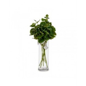 Ramo Ibergarden YD120128 Verde Plastica 75 cm Fogli (12 Unità)